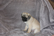 Fawn Male 3